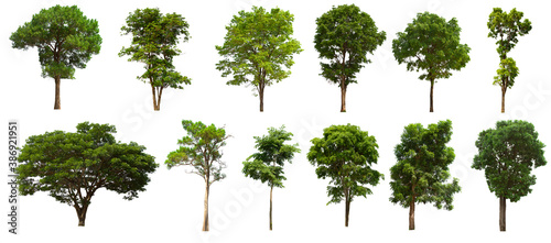 isolated tree green set is located on a white background.Collection of isolated tree green on white background Tropical tree photo