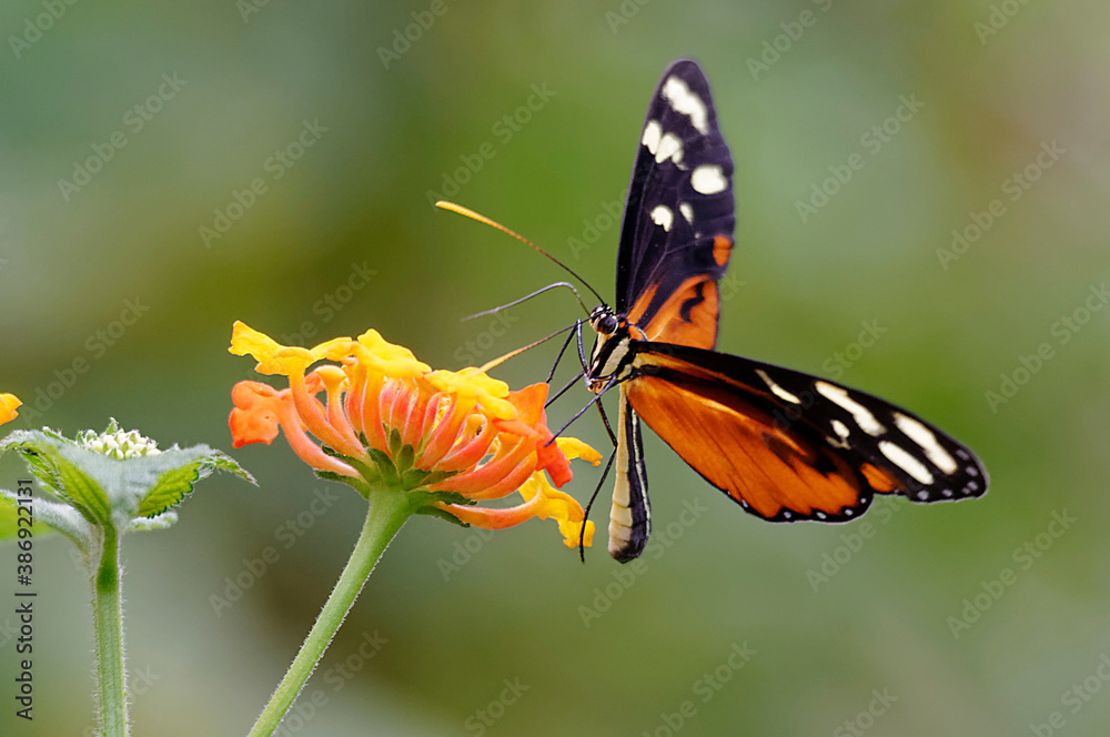 Butterfly at Poas Volcano National Park, Costa Rica Butterfly at Poas Volcano National Park, Costa Rica