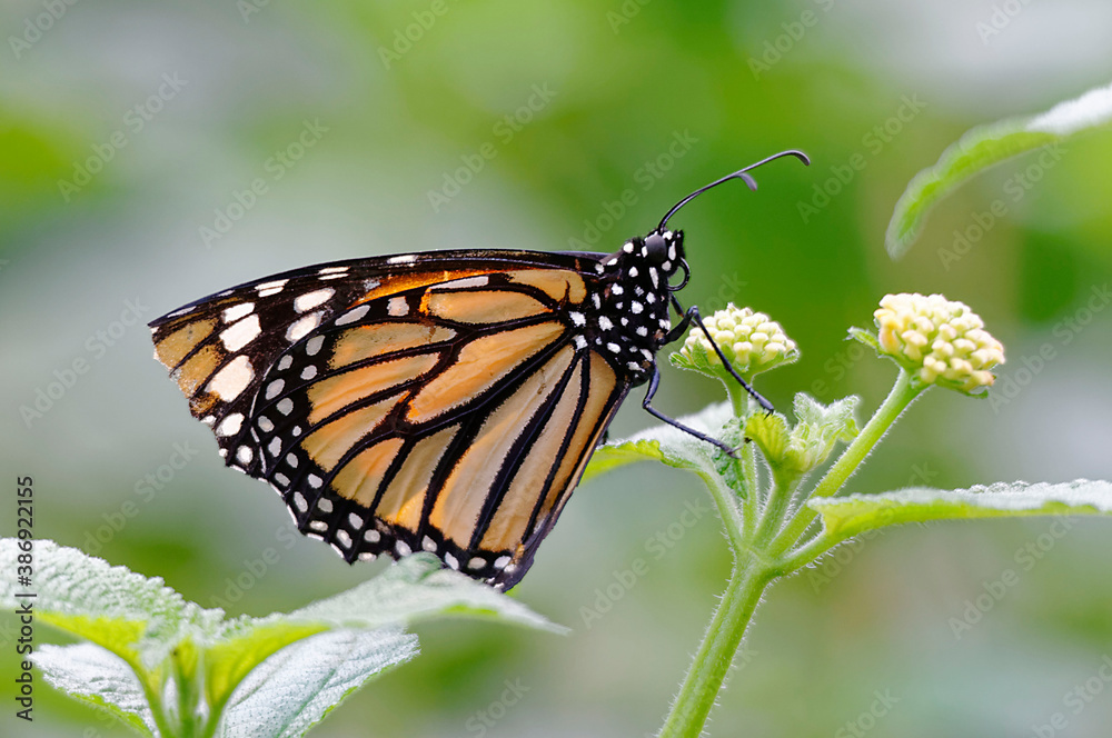 Fototapeta premium Monarch (Danaus flexippus) at Poas volcano National Park , Costa Rica