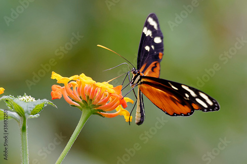 Butterfly at Poas Volcano National Park, Costa Rica
