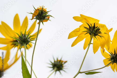 Macro of yellow flower 