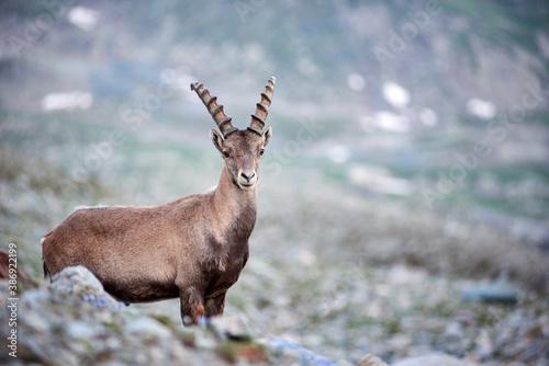 Portrait of alpine goat ibex, standing still in its natural habitat high in rocky mountains, posing and looking at camera. Concept of wildlife and fauna