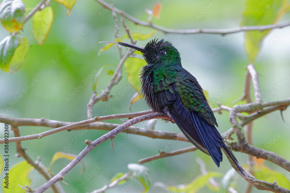 Fototapeta premium Green-crowned Brilliant (Heliodoxa jacula) in Poas Volcano National Park, Costa Rica