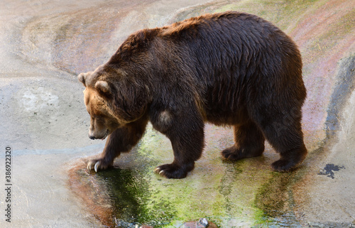 Brown bear (Ursus arctos) in summer