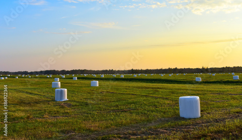 Hay in rolls in white packages on field is stored in open on sunset background. Harvesting dry grass for agriculture. Ecological fuel in straw briquettes. Biofuel production from agricultural residues