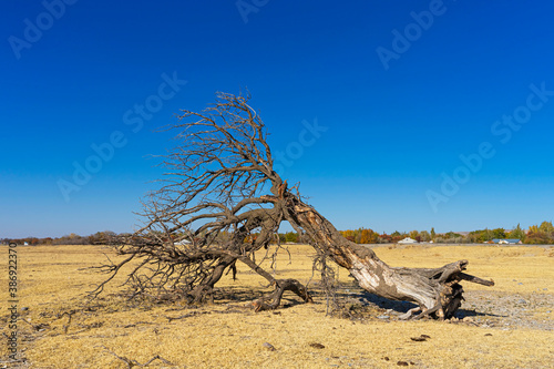 Fallen tree in the steppe. Dead dry tree. Trunk and dry branches of a tree on the ground. The tree is broken by the wind. Steppe. Dry grass in the steppe. Blue sky