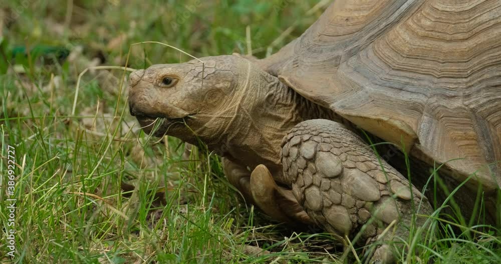 close up of African spurred tortoise or Centrochelys sulcata on the green grass close up of African spurred tortoise or Centrochelys sulcata on the green grass