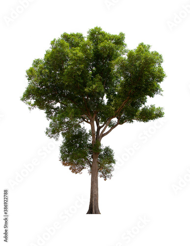 isolated tree green is located on a white background. Collection of isolated tree on white background Tropical tree