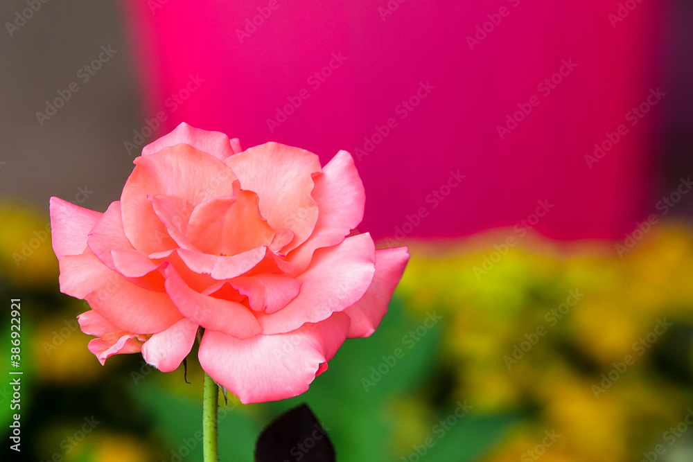 Fototapeta premium pink rose in the garden