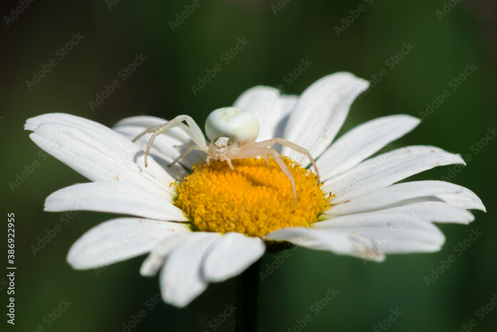 The flower (crab) spider (lat. Misumena vitia), of the family Thomisidae. The flower (crab) spider (lat. Misumena vitia), of the family Thomisidae.