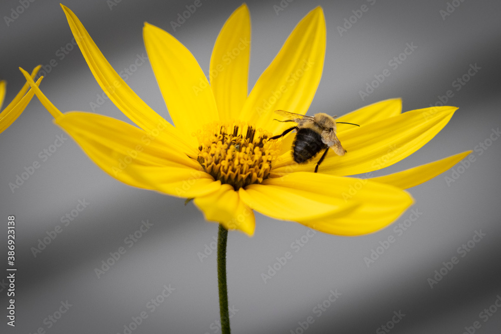 Obraz premium Macro of yellow flower with bee