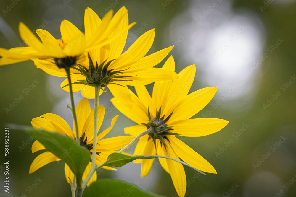 Macro of yellow flower 