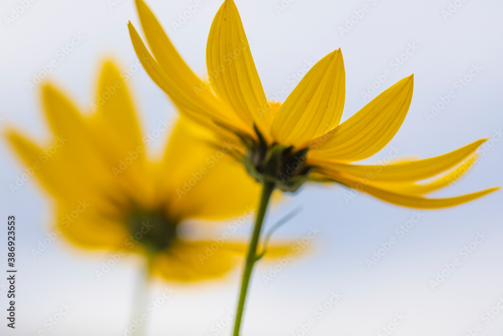 Obraz premium Macro of yellow flower 