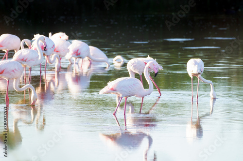 Greater Flamingoes Feeding