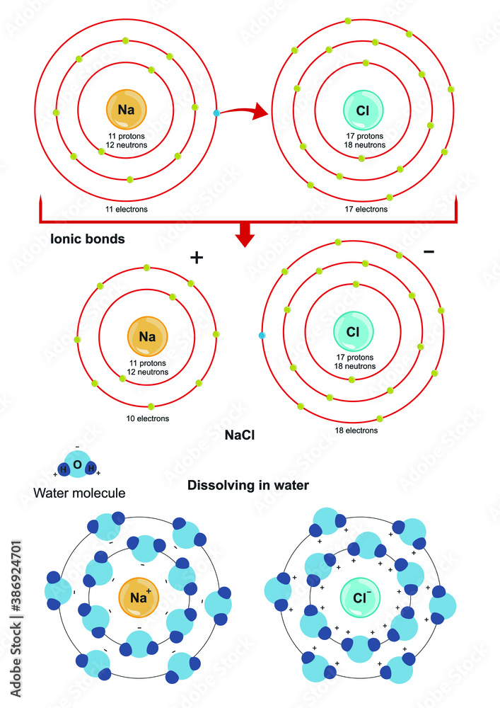 Common table salt, sodium chloride (NaCl) and how it dissolves in water vector de Stock Adobe