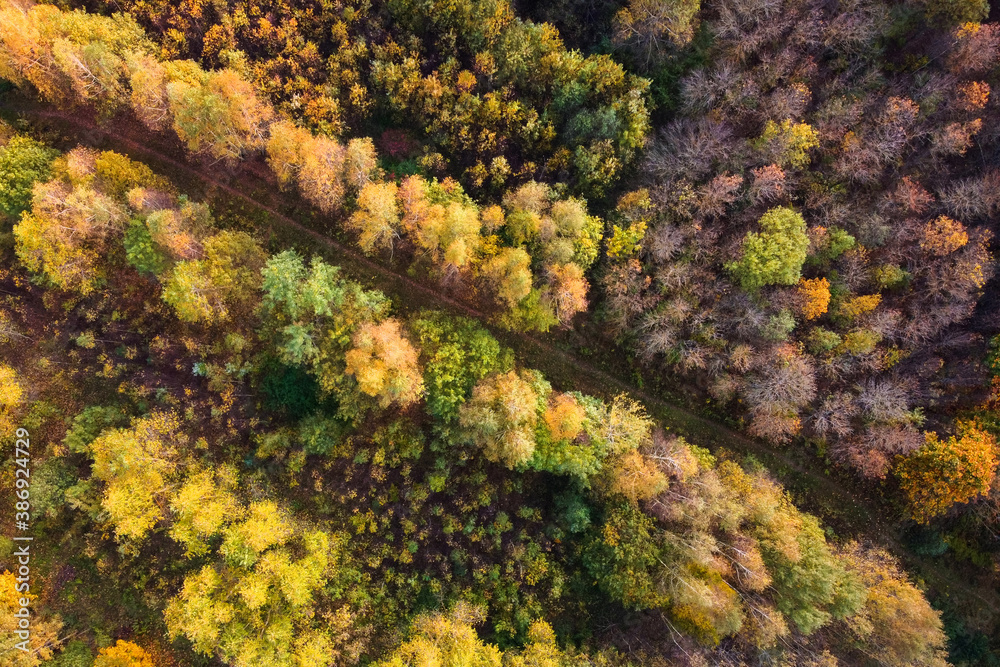 Autumn forest or park, aerial view. Fall trees with yellow foliage Autumn forest or park, aerial view. Fall trees with yellow foliage