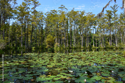 Cypress Gardens in Moncks Corner near Charleston in South Carolina, USA, summer, water lilies, swampland, reflections in water, movie location, blue sky background

