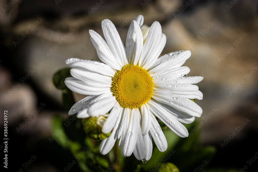 Fototapeta premium Macro of daisy