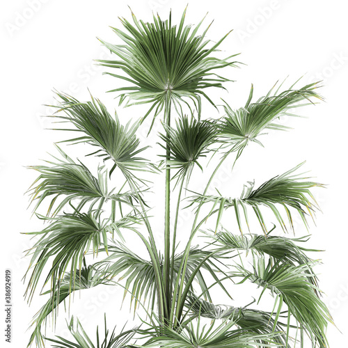 Fan palm in a pot isolated on white background