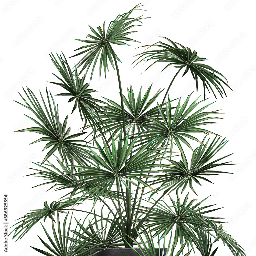 Fan palm in a pot isolated on white background