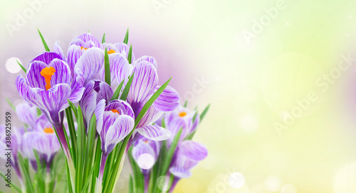 Violet crocus flowers © neirfy