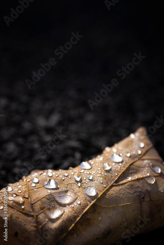 Macro of dew on a dead leaf
