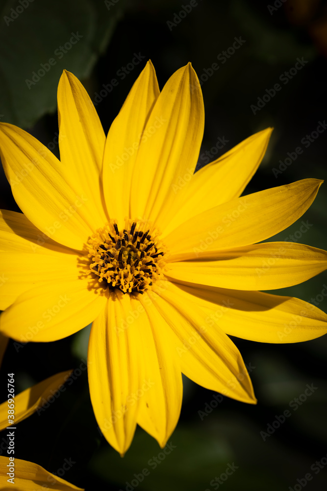 Obraz premium Macro of yellow flower