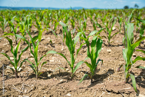 Feld mit Maispflanzen im Frühling