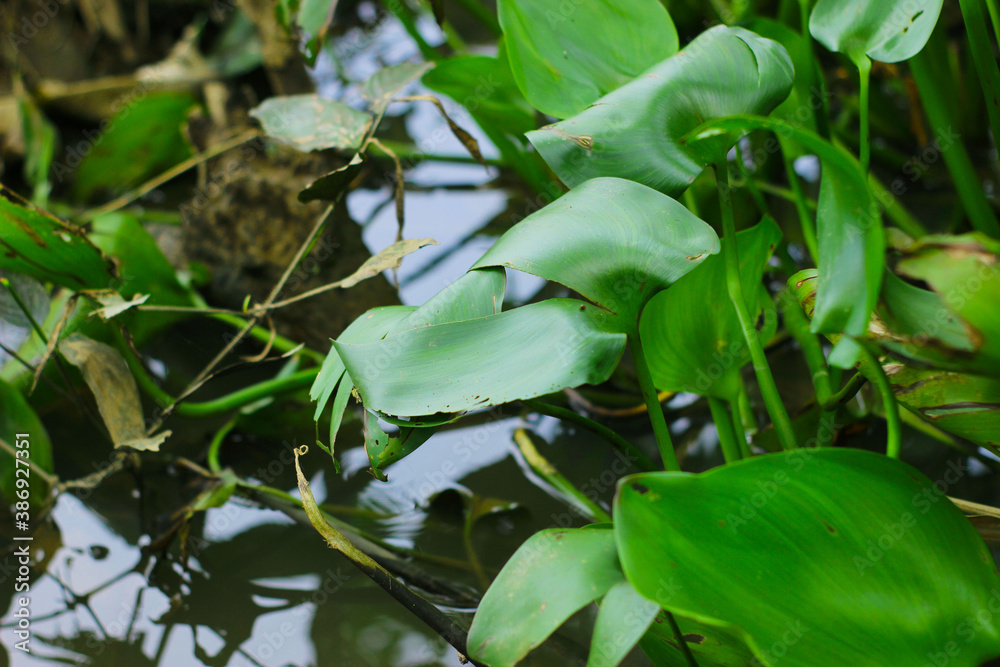 Obraz premium Water hyacinth Kalimantan, Indonesia (Eichhornia crassipes)