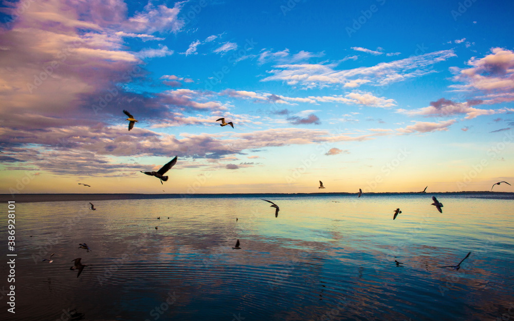 Fototapeta premium Seagulls flying over the lagoon