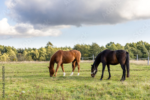 two horses graze on a green field on a farm