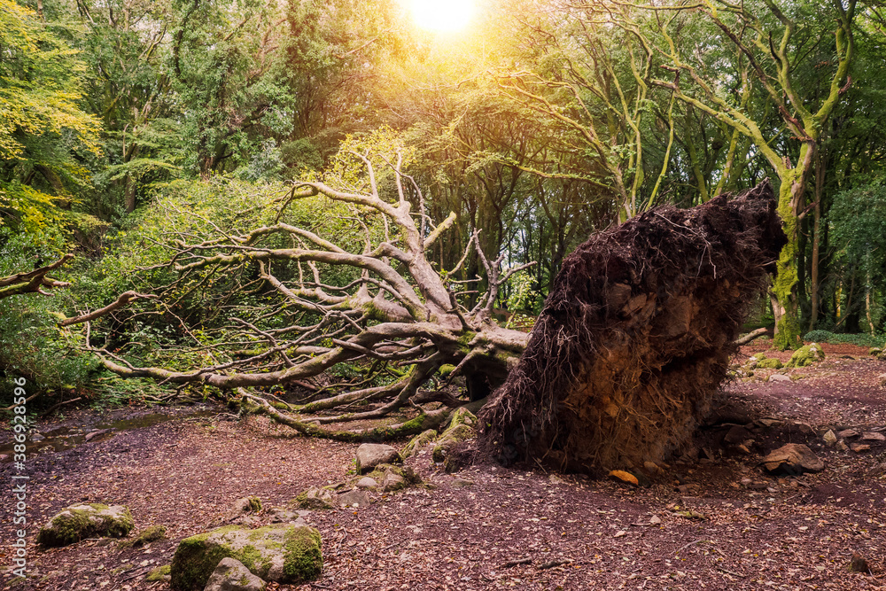 Huge fallen tree in a park after a strong storm. Barna woods, Galway city, Ireland Huge fallen tree in a park after a strong storm. Barna woods, Galway city, Ireland