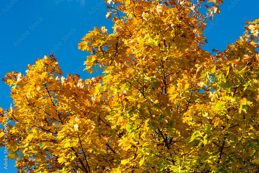 Fototapeta premium autumn in Europe, colours like during an Indian summer, with leafs of stunning trees as background, wallpaper and greeting card.