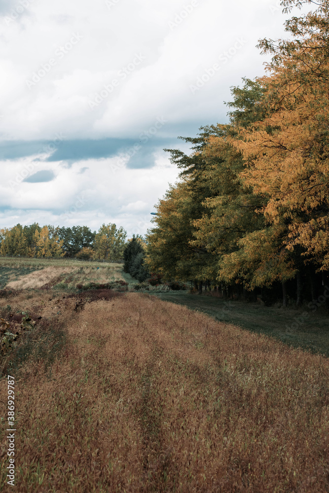 Obraz premium tree in a field