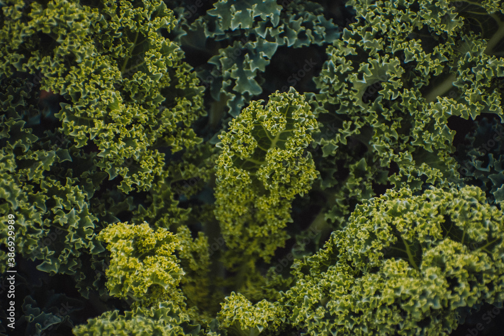 Naklejka premium kale growing