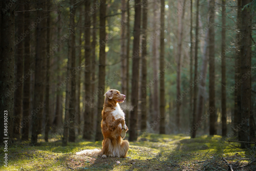 dog in the forest. Nova Scotia Duck Tolling Retriever in nature, among the trees. Animal in the open air