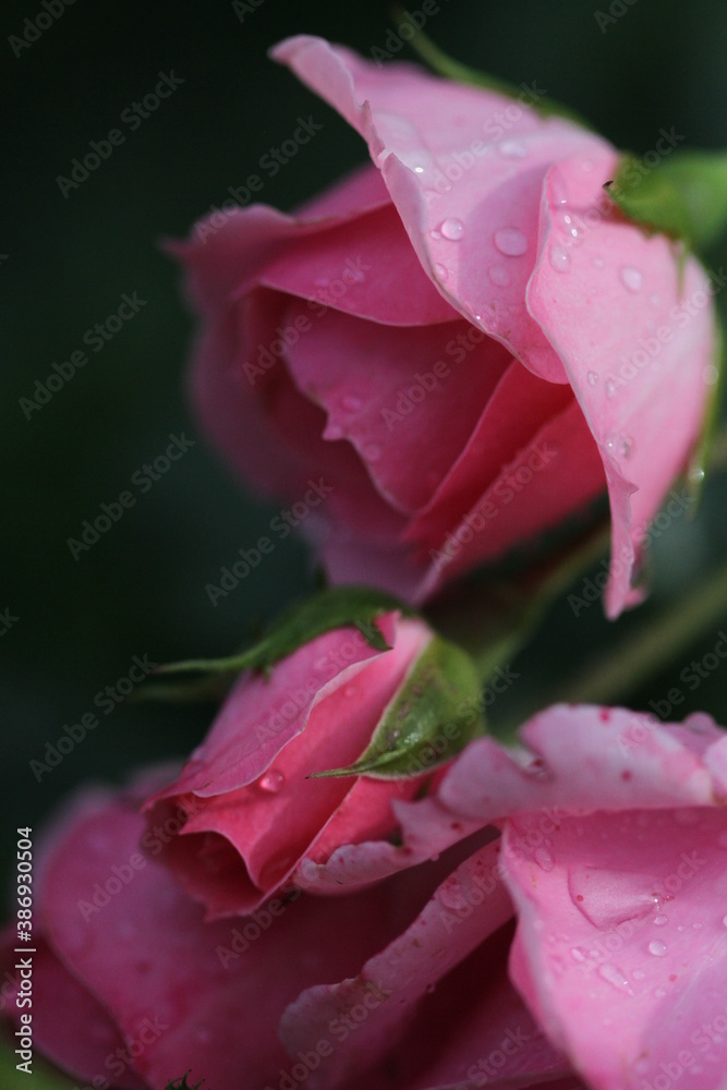 pink rose with water droplets, pink rose, rose, flovers, flover, garden, nature, water, design, rose with water pink rose with water droplets, pink rose, rose, flovers, flover, garden, nature, water, design, rose with water