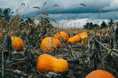 pumpkins growing in a field