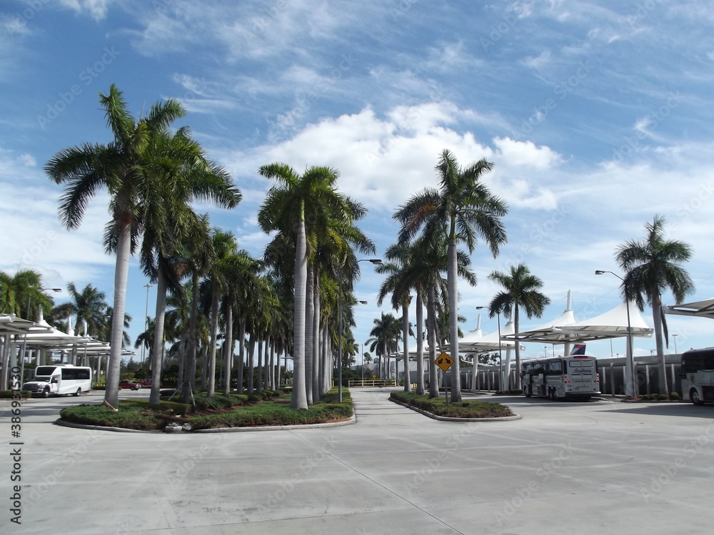 Palm trees at Miami airport Palmen am Flughafen von Miami, Florida, USA