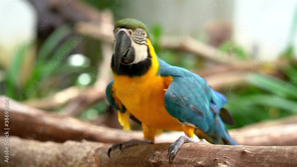 Blue yellow parrot macaw sitting on branch. Blue yellow parrot macaw sitting on branch.