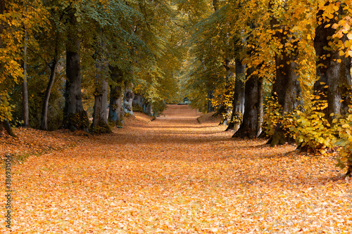 autumn trees in the Hillsborough castle park Hillsborough county Down Northern Ireland United Kingdom photo