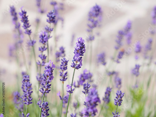 Summer, blooming lavender. © Gaia