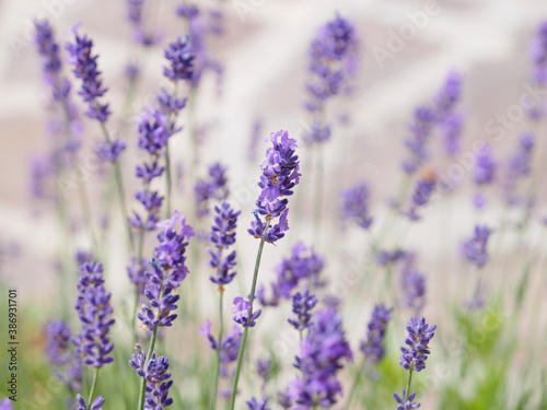 Summer, blooming lavender.