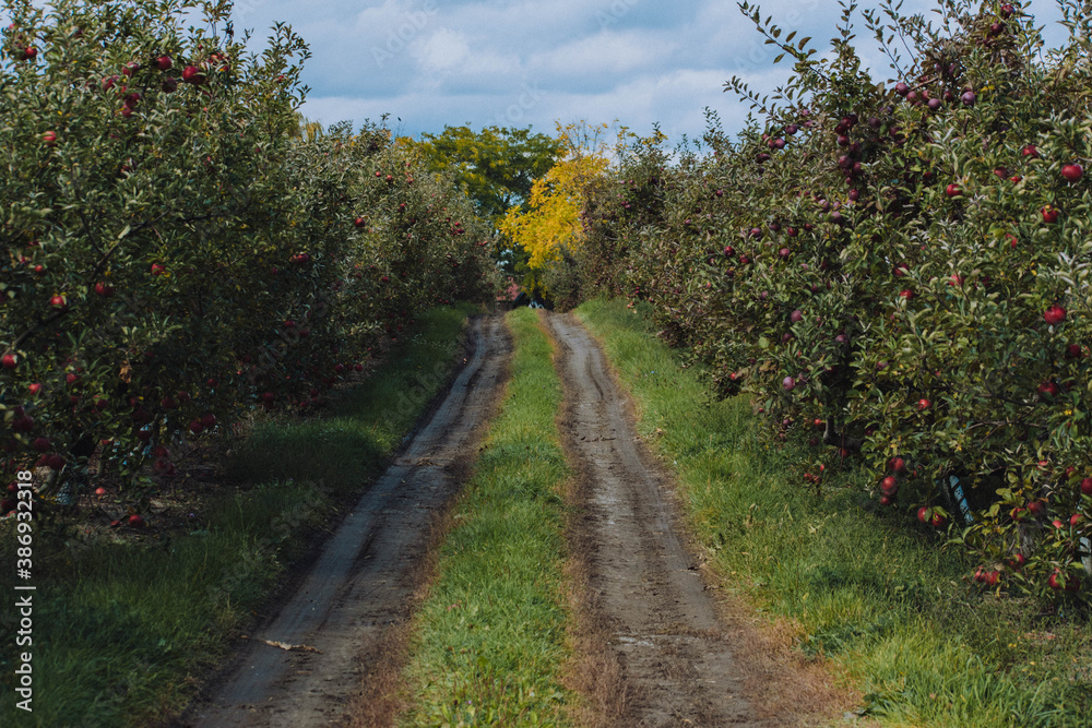 Naklejka premium empire apples growing