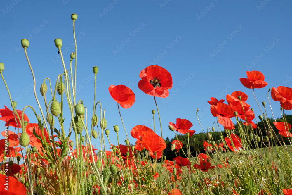 Obraz premium Red common field poppies flowering in the early summer.