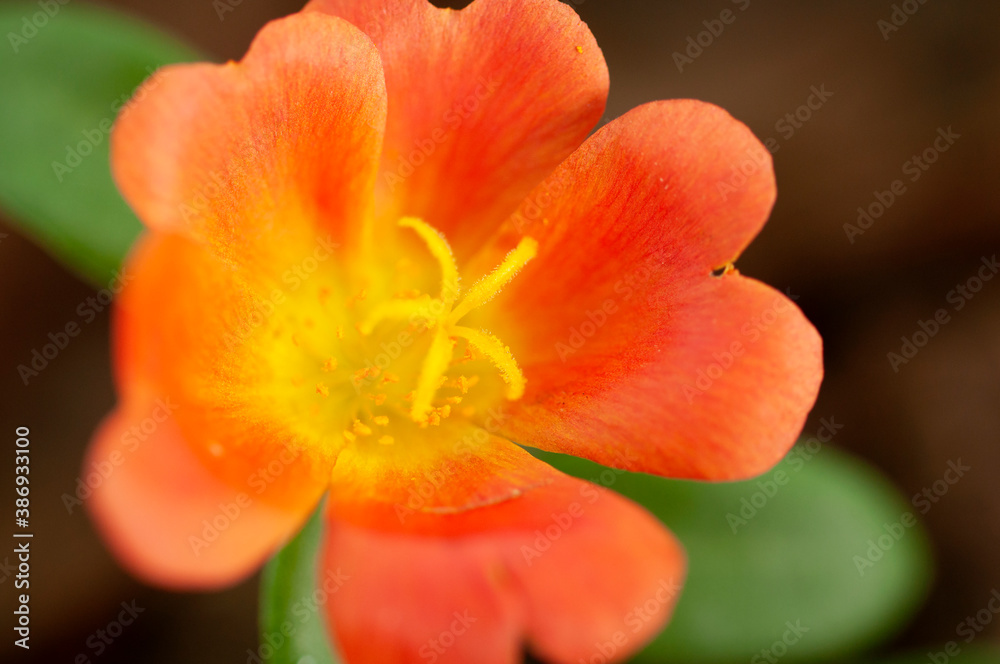 Macro shots of outdoor silk flower Macro shots of outdoor silk flower