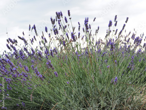 Italy  lavender field  cloudy day.