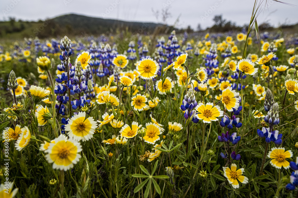 field of flowers