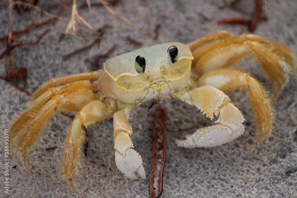 Close-up Crab(Siri,Carangueijo) on the beach sand on Ilhéus