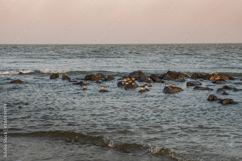 Group of turnstone birds on rocks along the shore Group of turnstone birds on rocks along the shore